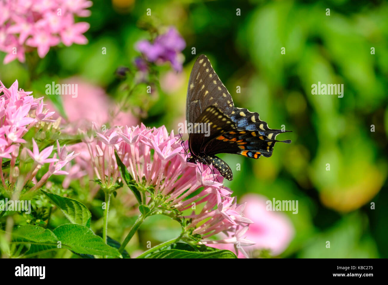 Pipevine Swallowtail or Battus philenor on Pentas lanceolata or Starflower. Oklahoma, USA. Stock Photo
