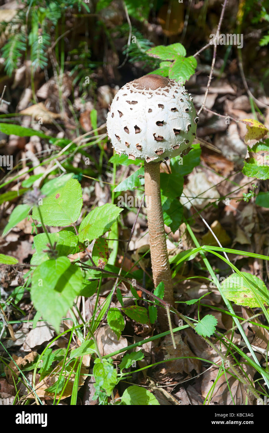 Closed umbrella mushroom in the grass. Edible forest mushroom. Stock Photo
