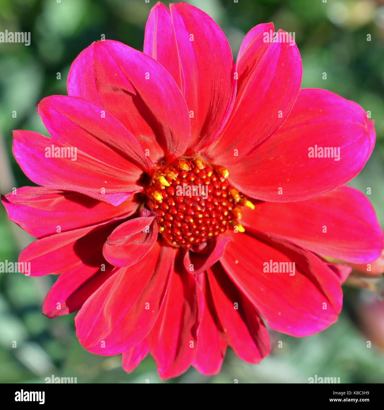 Beautiful red color Dahlia close up square shape image. Stock Photo
