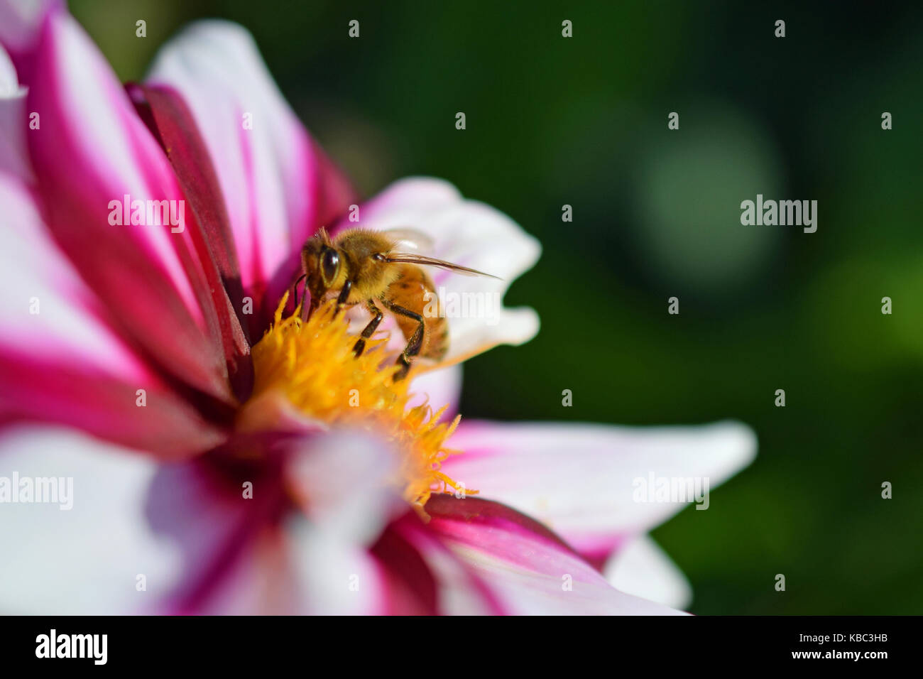Honey bee (Apis mellifera) on white red dahlia flower. Horizontal image with room for text. Stock Photo