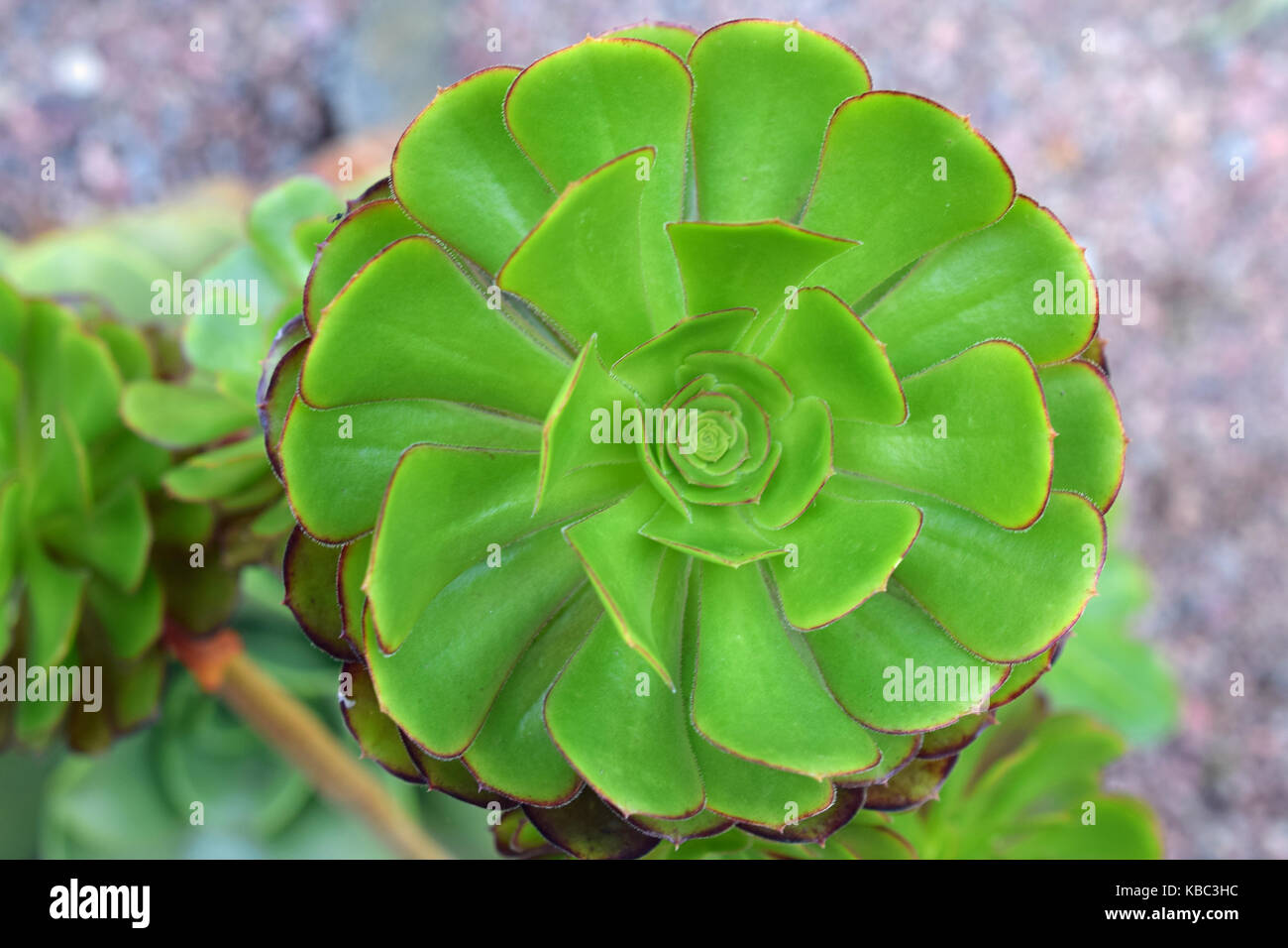 Aeonium arboreum, nigrum Stock Photo