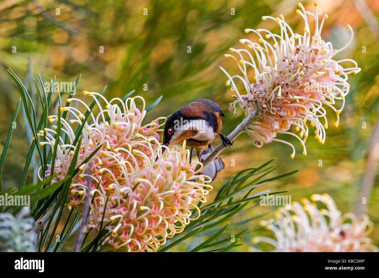 Exotic Bird Eastern Spinebill honeyeater feeding on Grevillea nectar Stock Photo