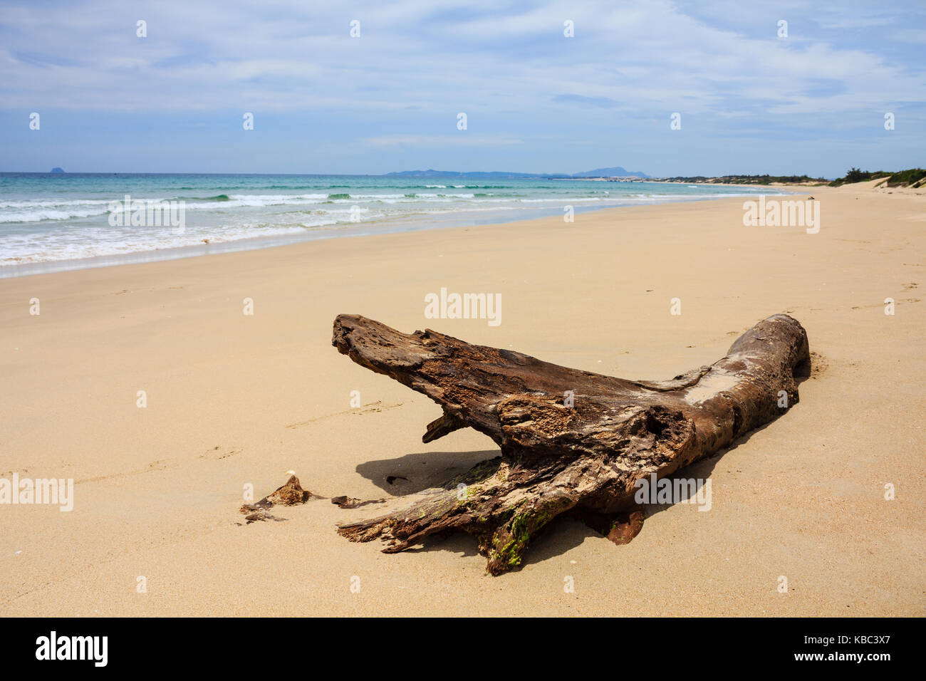 A dry tree at Bai Dai beach (also known as Long Beach), Khanh Hoa, Vietnam. Bai Dai Beach is located 30-40 minutes south and is without a doubt Stock Photo