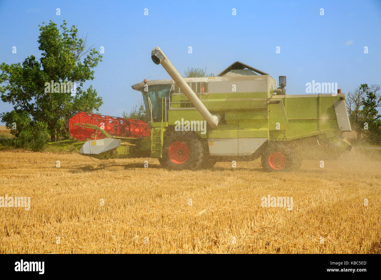 Combine harvester working on a golden wheat field behind a cloud of grain dust in the air. Bright summer day with blue sky Stock Photo