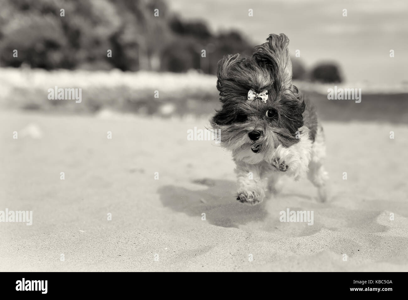 Cute happy Bichon Havanese dog with ribbon bow running carefree on the beach. Sepia toned image, shallow depth of field, focus on the eye Stock Photo