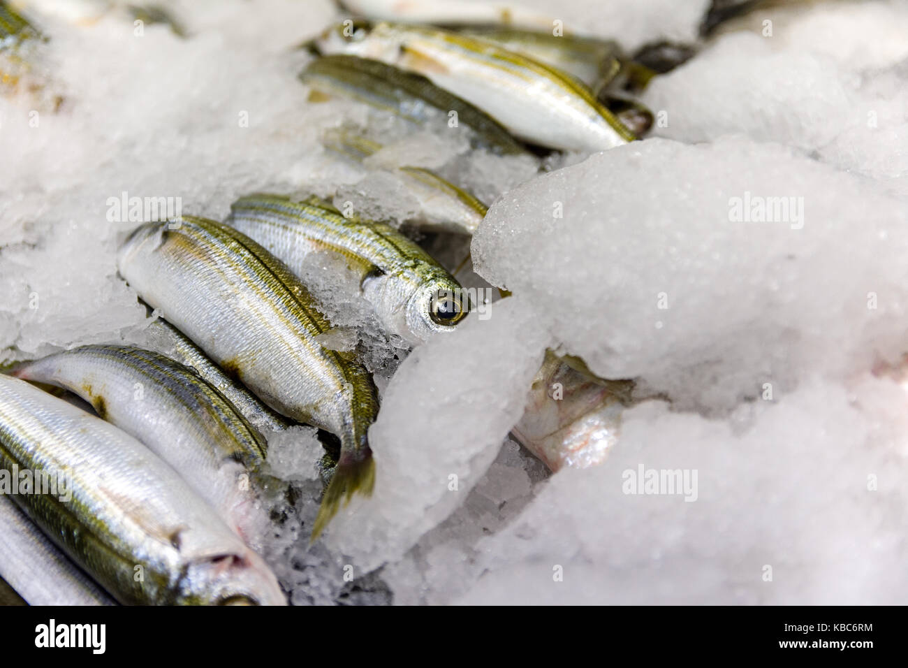 Close-Up Of Freshly Caught Bogue Fish Or Boops Boops For Sale In The Greek Fish Market Stock Photo