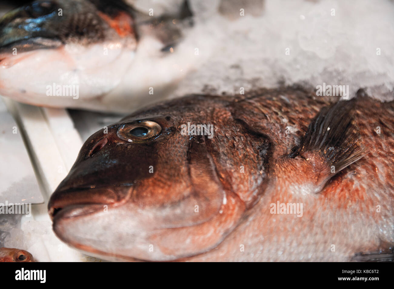 Close-Up Of Freshly Caught Red Porgy Or Pagrus Pagrus On Ice For Sale In The Greek Fish Market Stock Photo