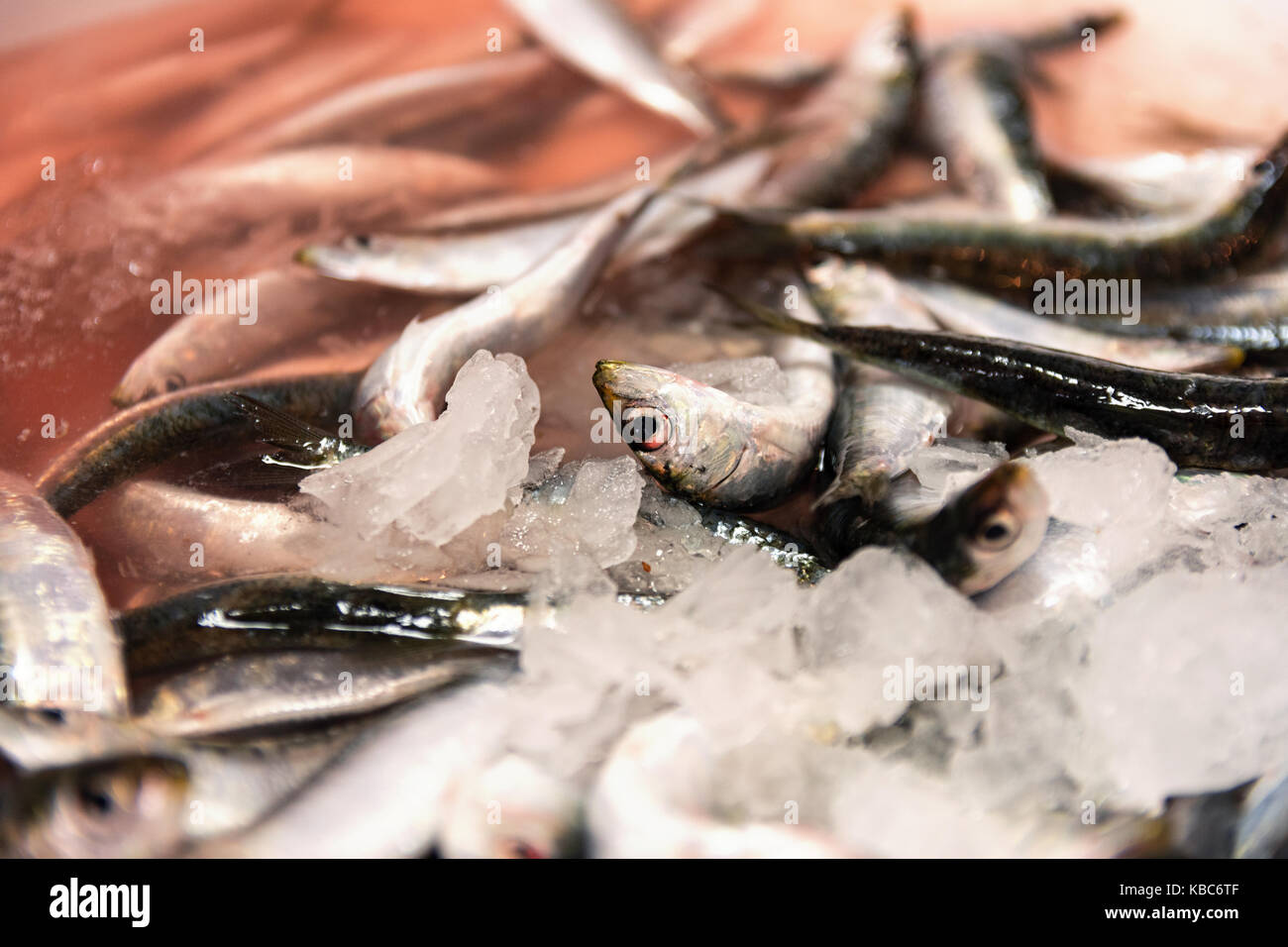 Close-Up Of Freshly Caught Sardines With Red Colored Ice From Blood In The Fish Market Stock Photo