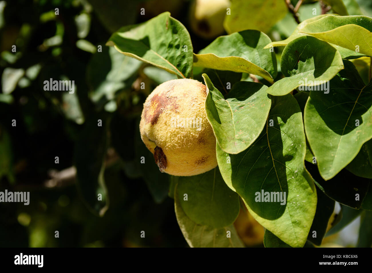 Close-Up Of Fuzzy Quince Fruit Or Cydonia Oblonga With Green Leaves Bathing In Sunlight Ready To Be Harvested During Autumn Stock Photo