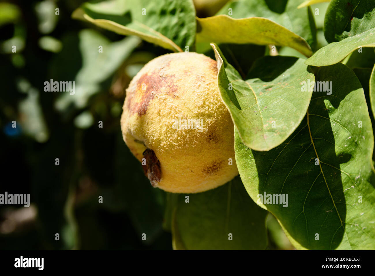 Extreme Close-Up Of Fuzzy Quince Fruit Or Cydonia Oblonga With Green Leaves Bathing In Sunlight Ready To Be Harvested During Autumn Stock Photo