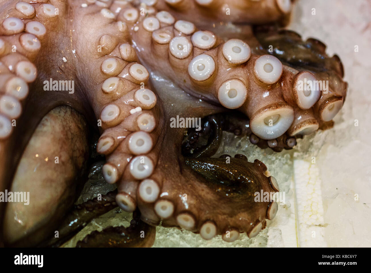 Close-Up Of Fresh Octopus With Tentacles On Ice For Sale In Greek Fish Market Stock Photo