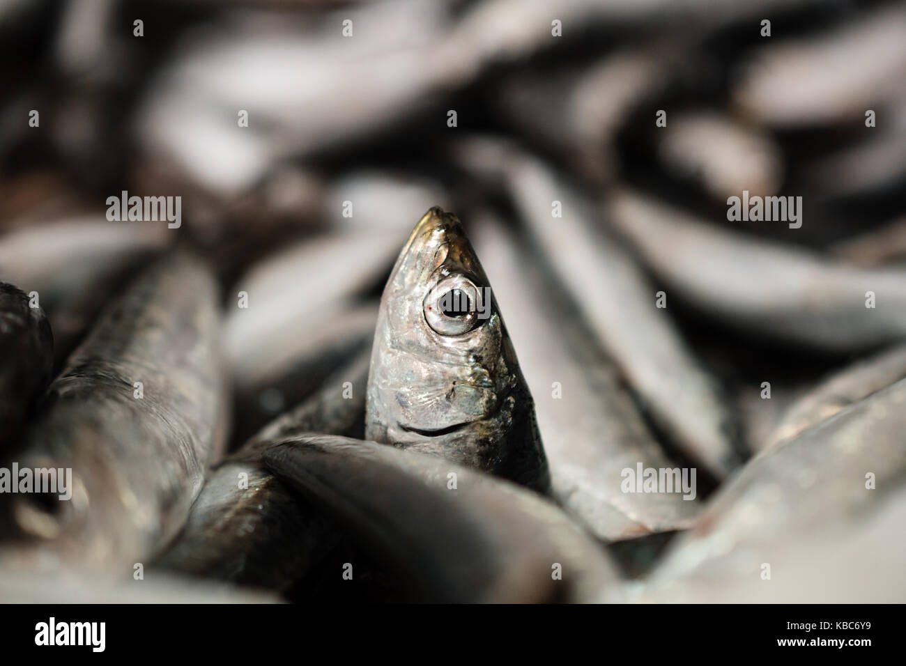 Close-Up Of One European Sardine Or Sardina Pilchardus In A Larger Pile Of Freshly Caught Sardines Lined Up For Sale In Greek Fish Market Stock Photo