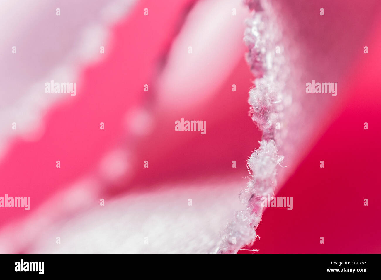 Horizontal extreme close up shot hi-res stock photography and images ...