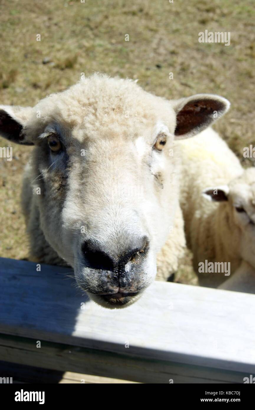 Sheep, Kumeu, Auckland New Zealand Stock Photo Alamy