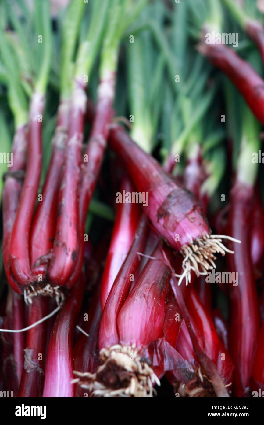 Spain onions hi-res stock photography and images - Alamy