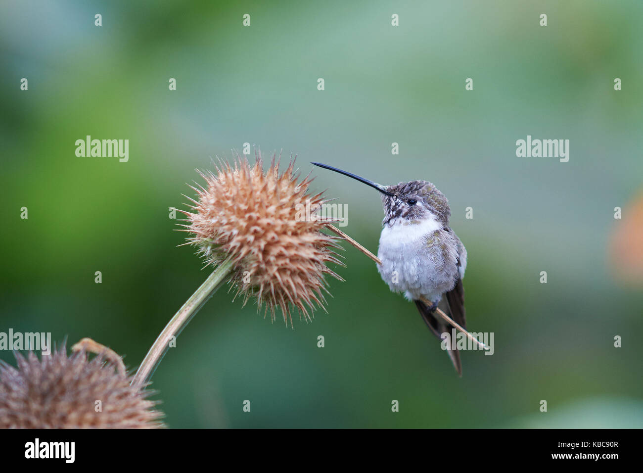 Oasis Hummingbird (Rhodopis vesper) perched on a plant at the Hummingbird Sanctuary in the Azapa Valley near Arica in northern Chile. Stock Photo