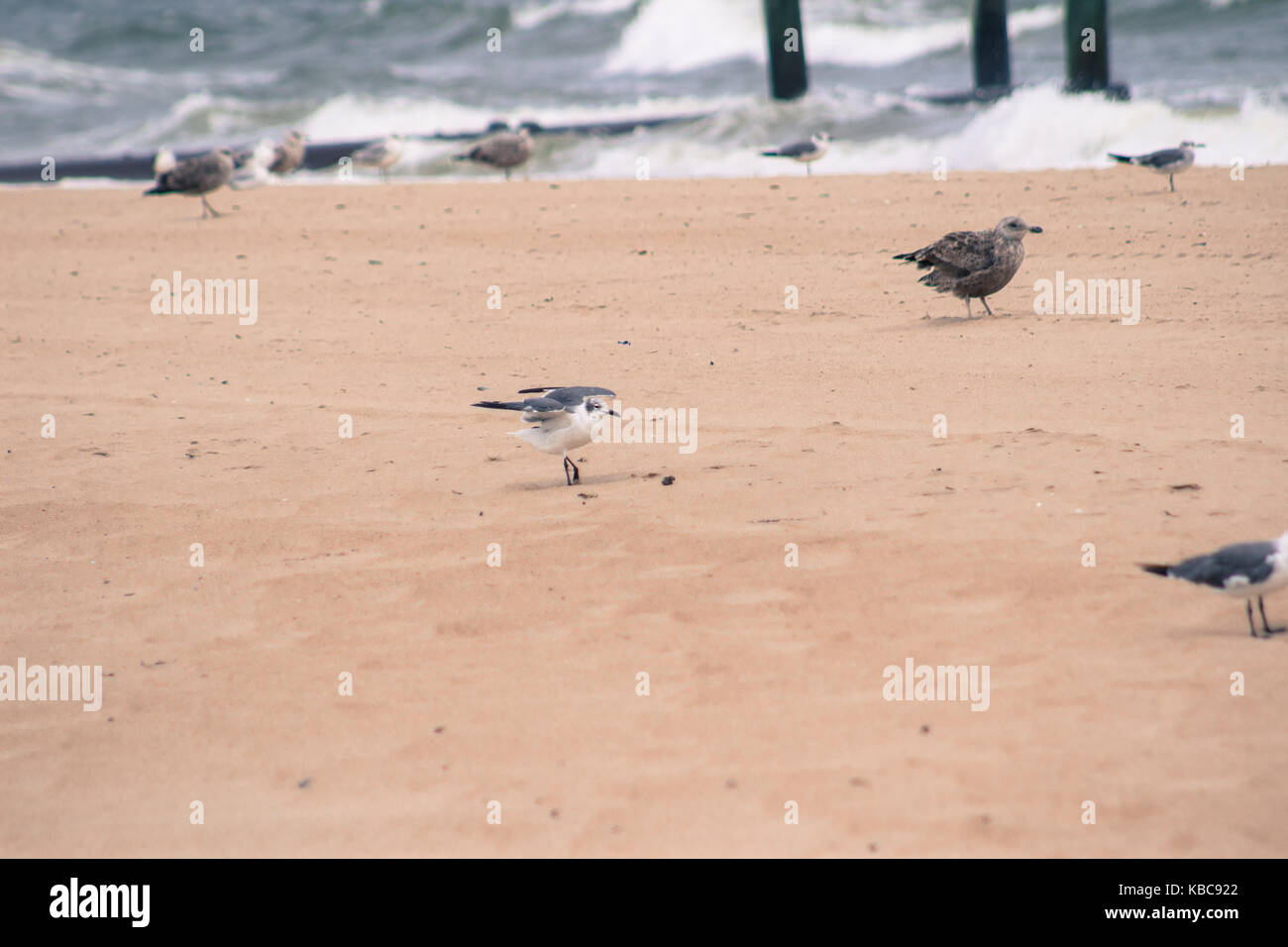 Birds searching for food on the beach as they walk together Stock Photo