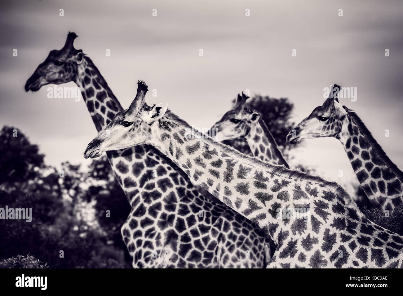 Safari, portrait of a beautiful giraffes family, black and white photo of a gorgeous big animals, wildlife photography, exotic nature of South Africa Stock Photo