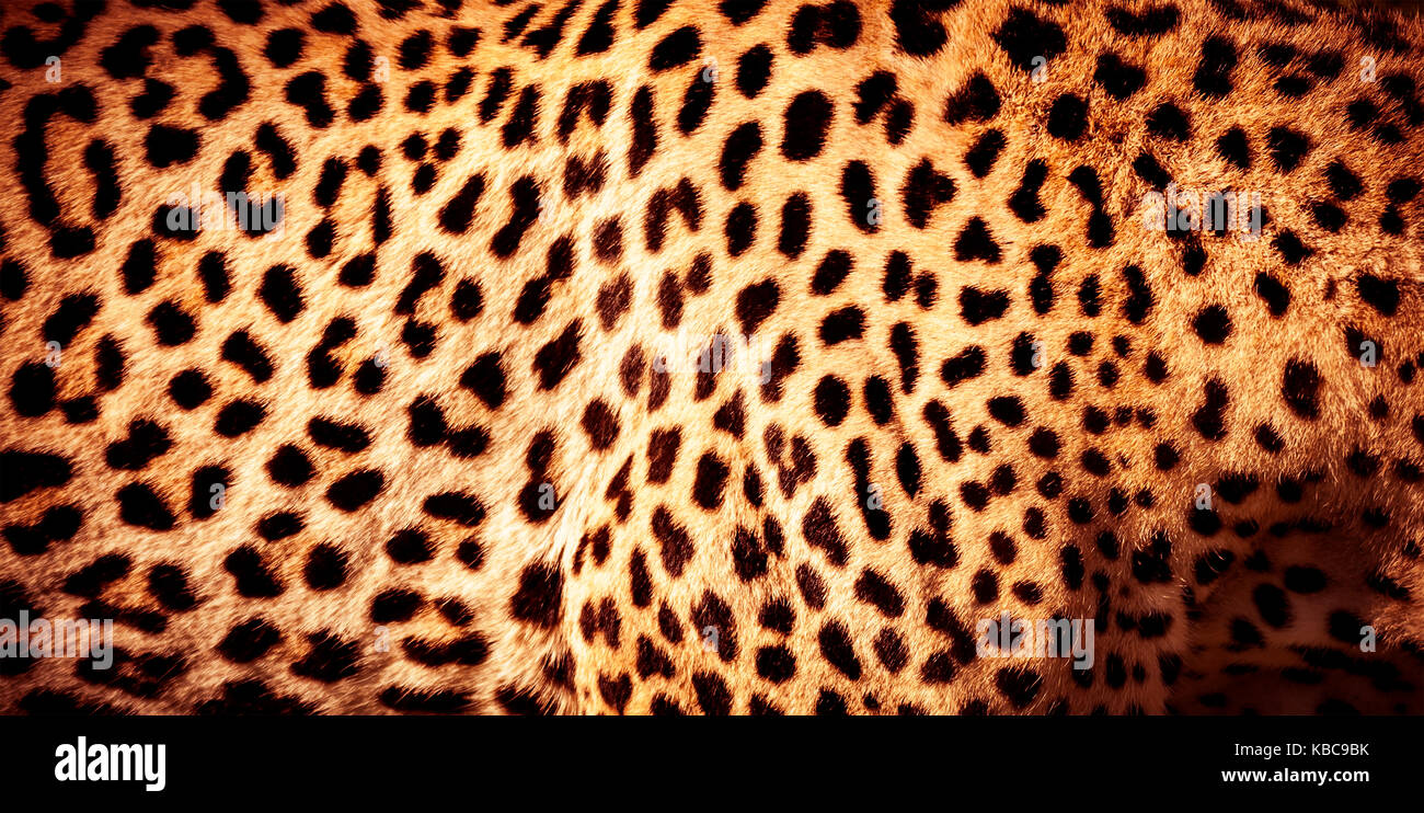 Black Leopard Spots