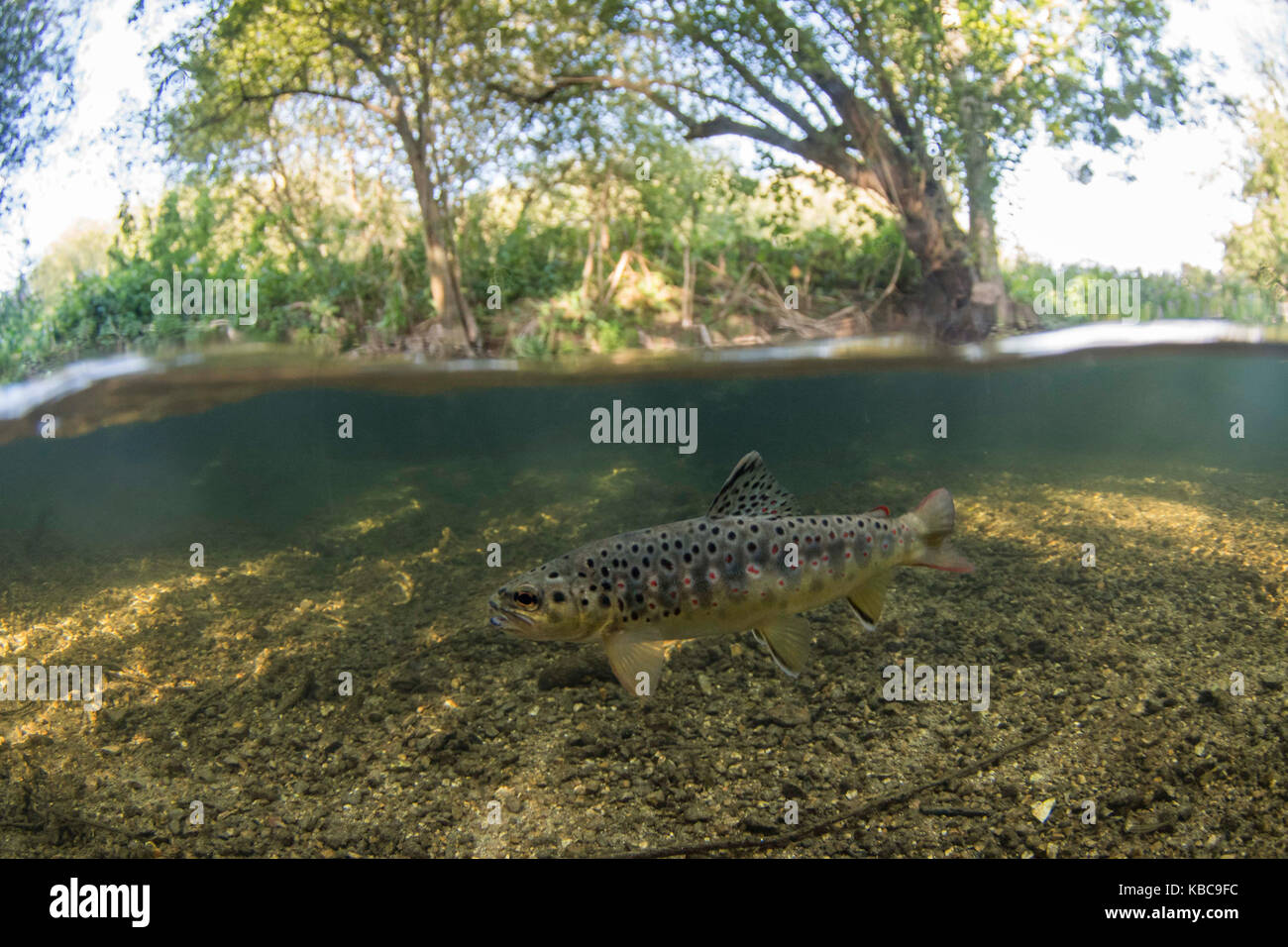 Brown trout near surface of chalk stream Stock Photo - Alamy
