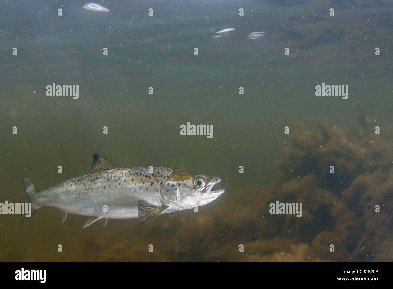 Salmon smolt hi-res stock photography and images - Alamy