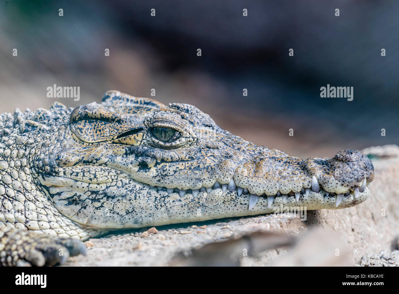 Captive Cuban crocodile (Crocodylus rhombifer), a small species of crocodile endemic to Cuba, West Indies, Central America Stock Photo