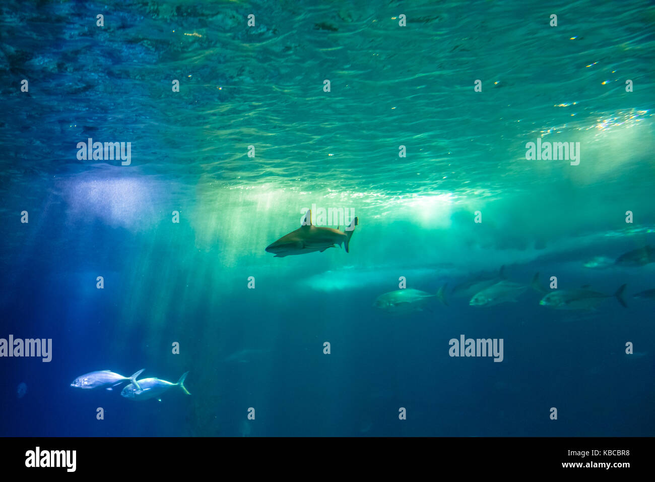 Undersea scene background Stock Photo