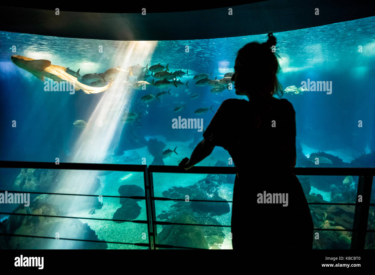 Woman with leopard shark Stock Photo