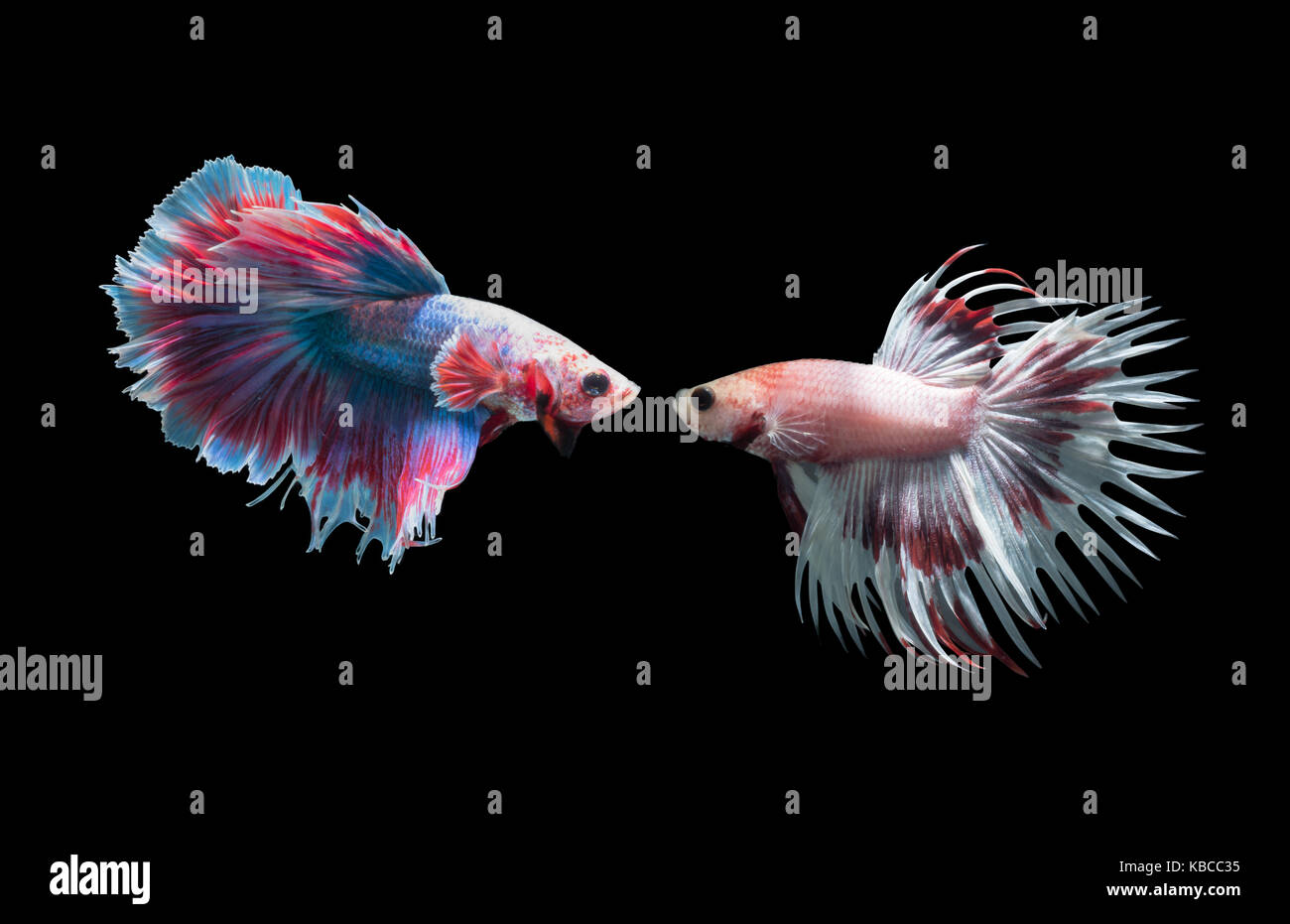 Macro of 2 Siamese fighting fish (crown tails fighting fishs), betta splendens isolated on black background, animal concept. Stock Photo