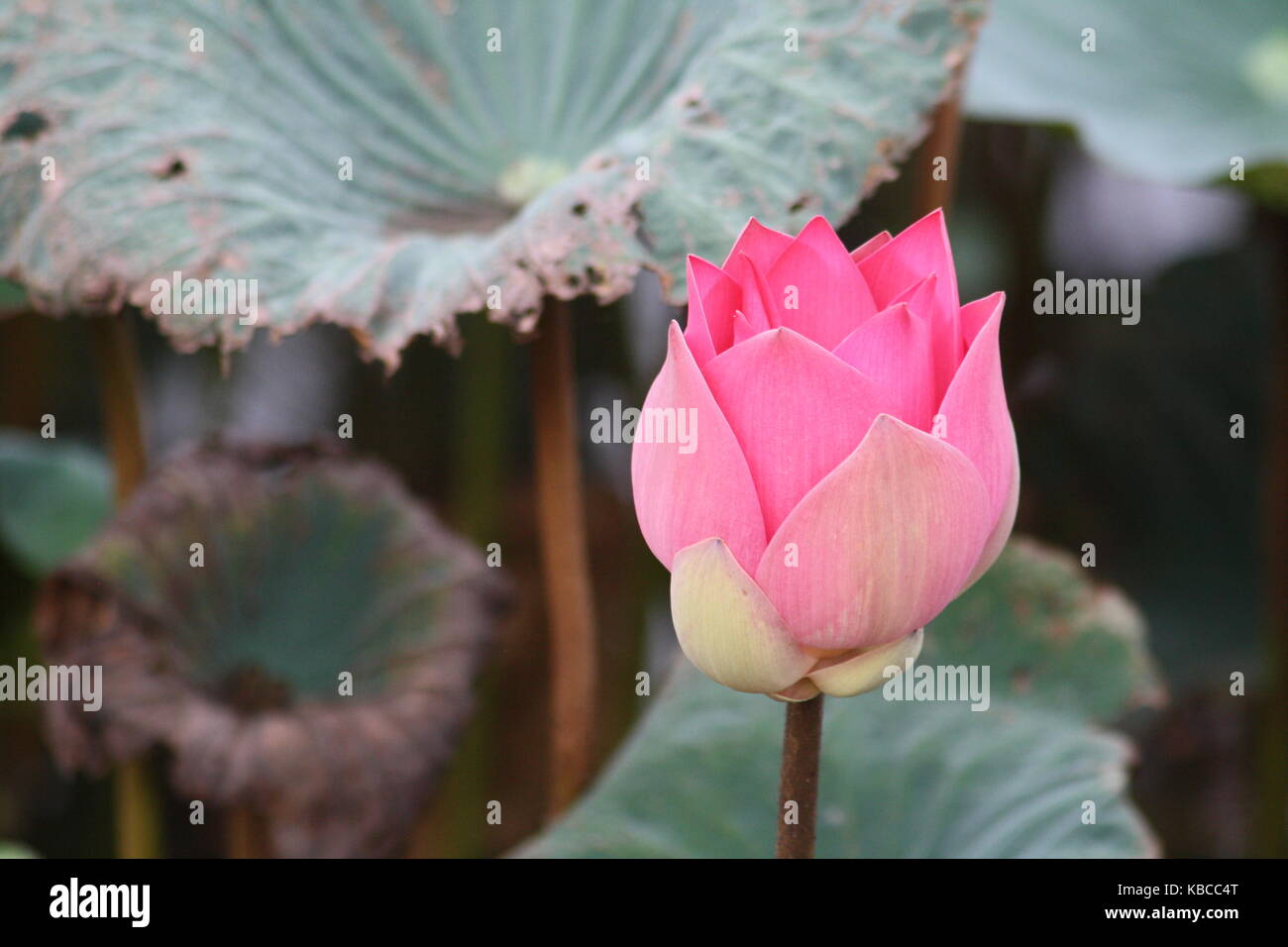 Halb geöffnete Lotosblume mit blatt im Hintergrund Stock Photo