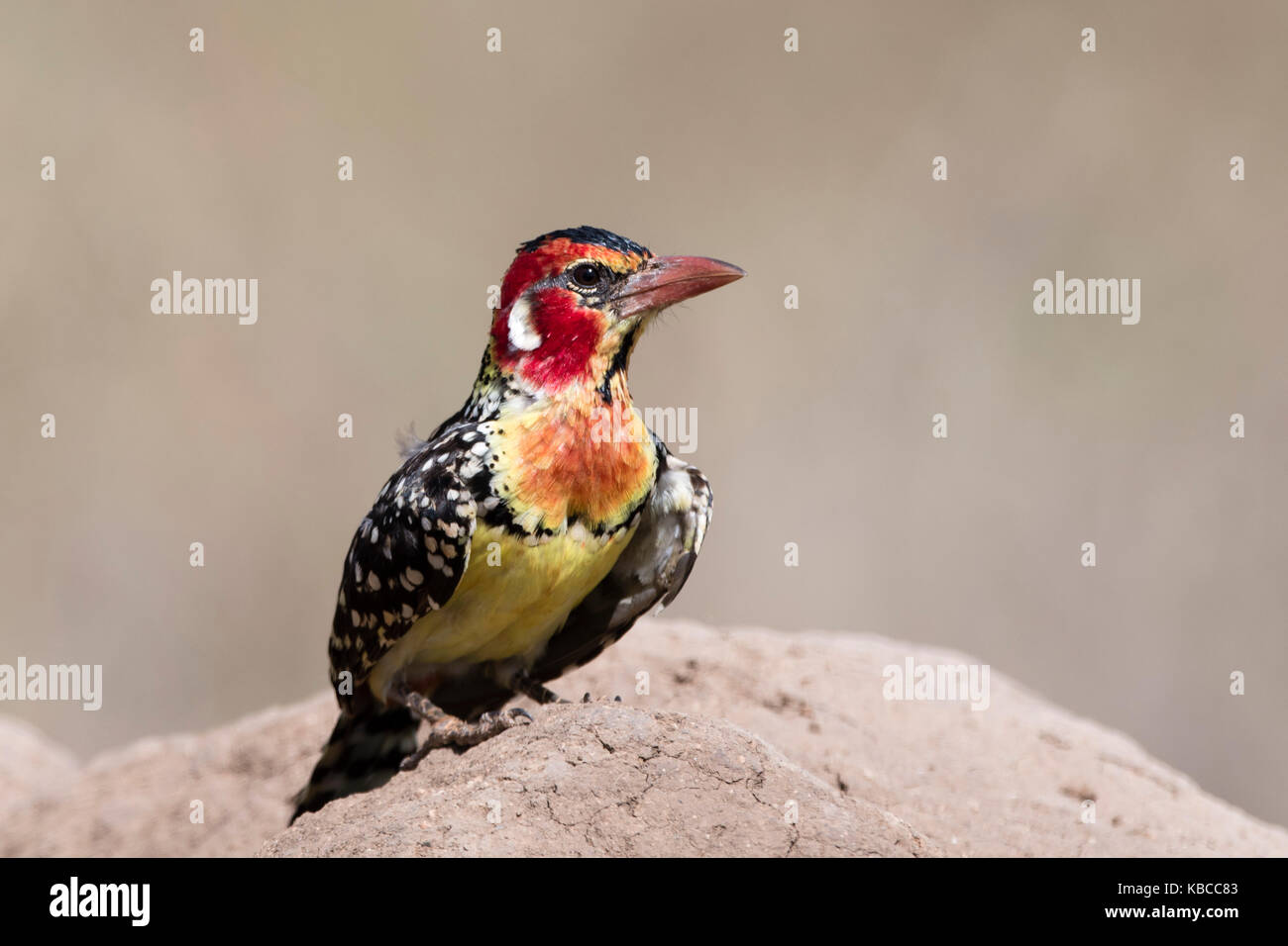 A red-and-yellow barbet (Trachyphonus erythrocephalus) on a termite mound, Tsavo, Kenya, East Africa, Africa Stock Photo