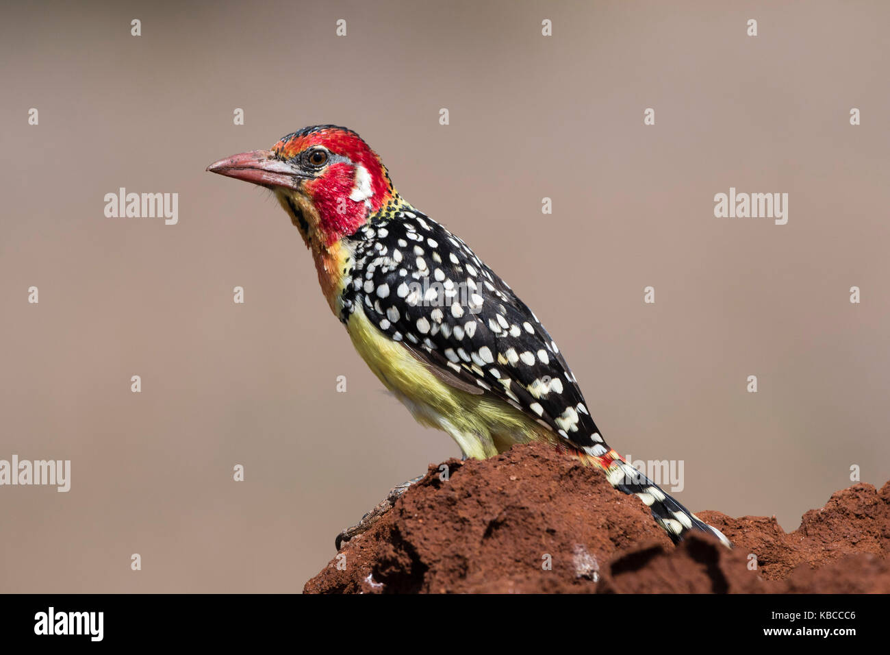 A red-and-yellow barbet (Trachyphonus erythrocephalus), on a termite mound, Kenya, East Africa, Africa Stock Photo