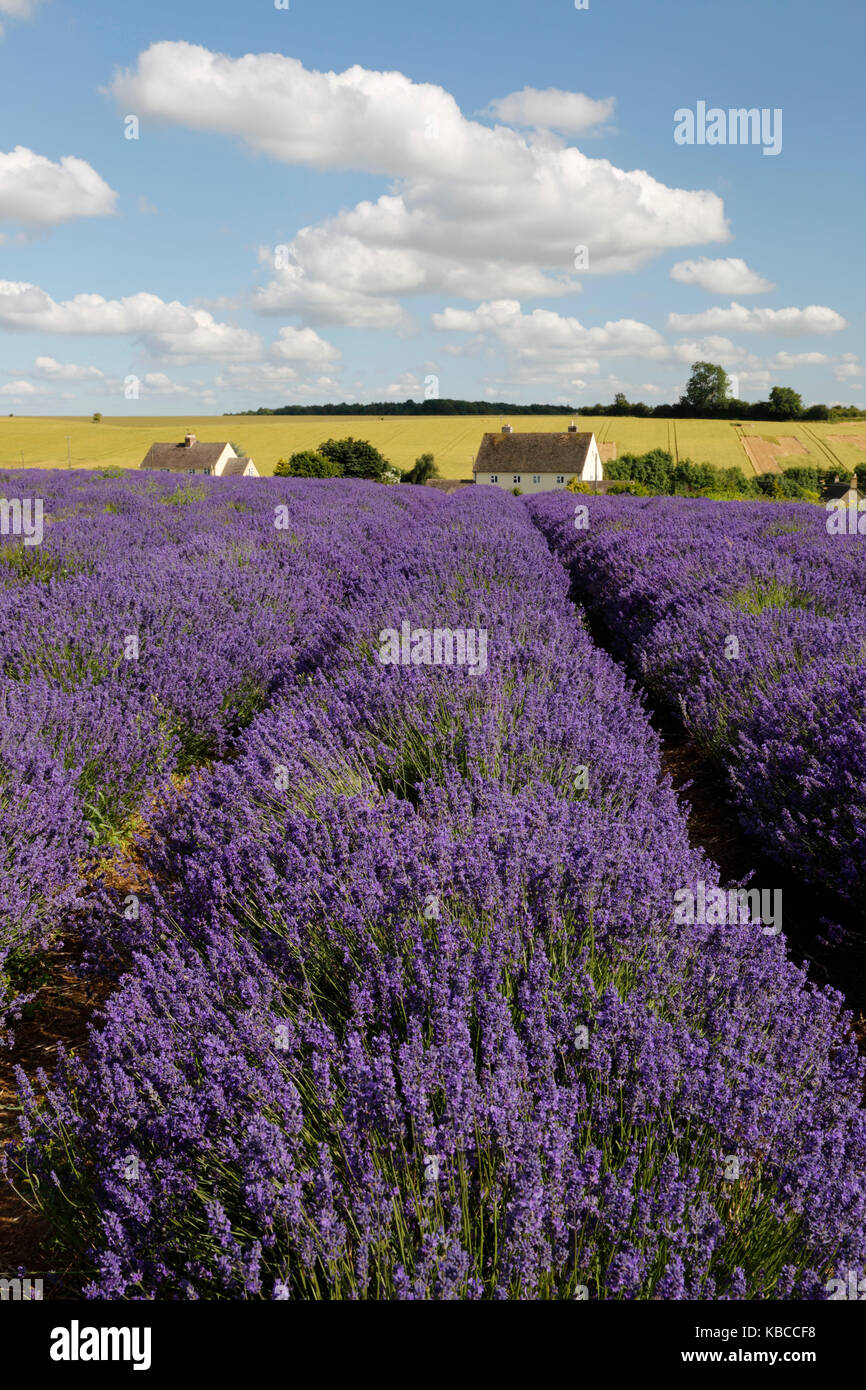 Cotswold Lavender, Snowshill, Cotswolds, Gloucestershire, England, United Kingdom, Europe Stock Photo