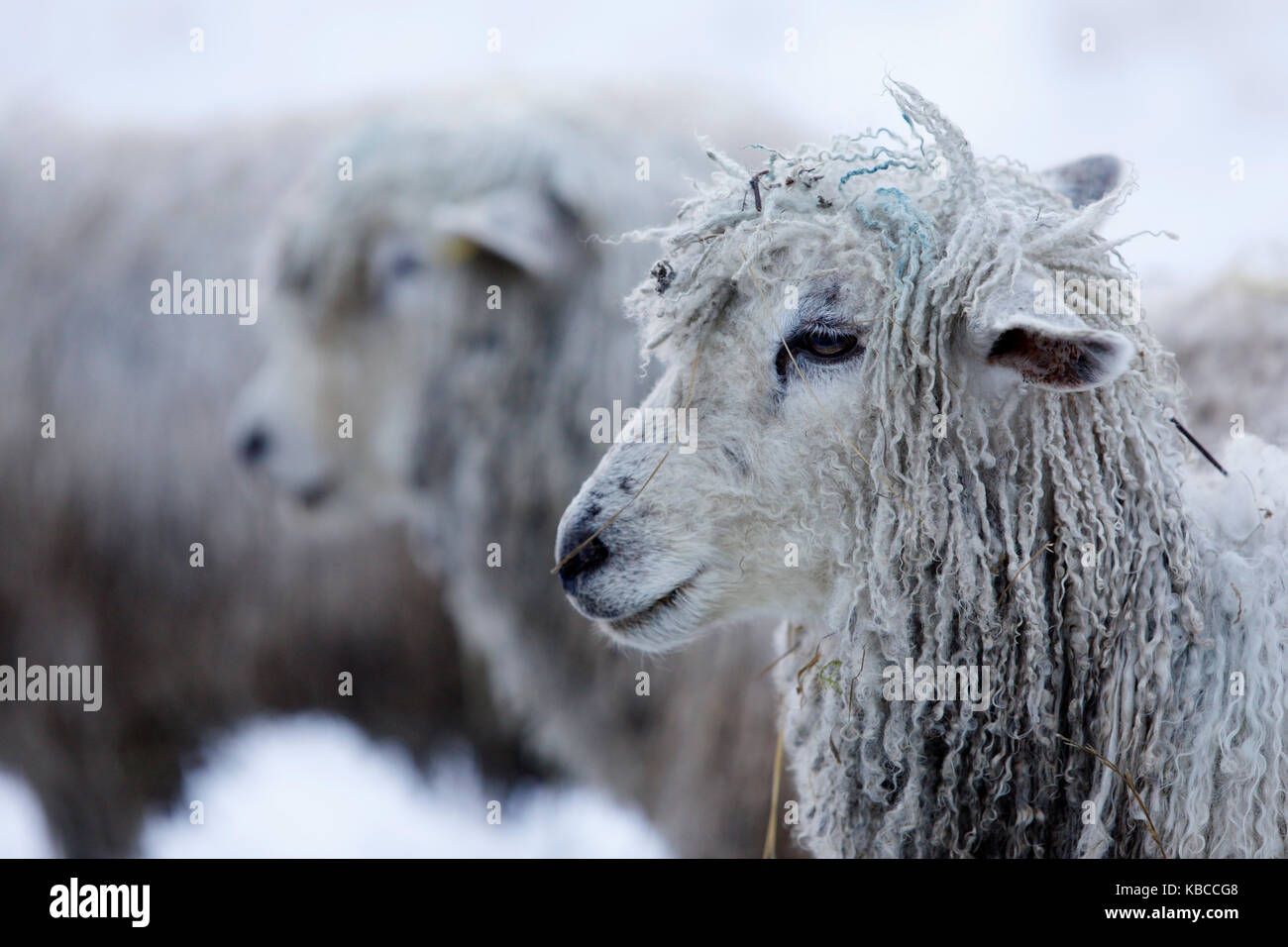 Cotswold Lion sheep in snow, BourtonontheHill, Cotswolds