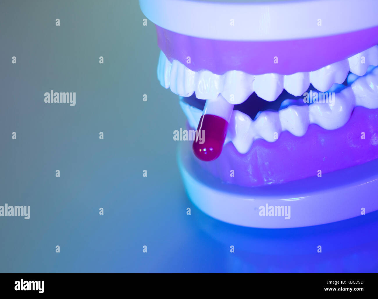 Dental teeth, mouth, gums dentists teaching model showing each tooth