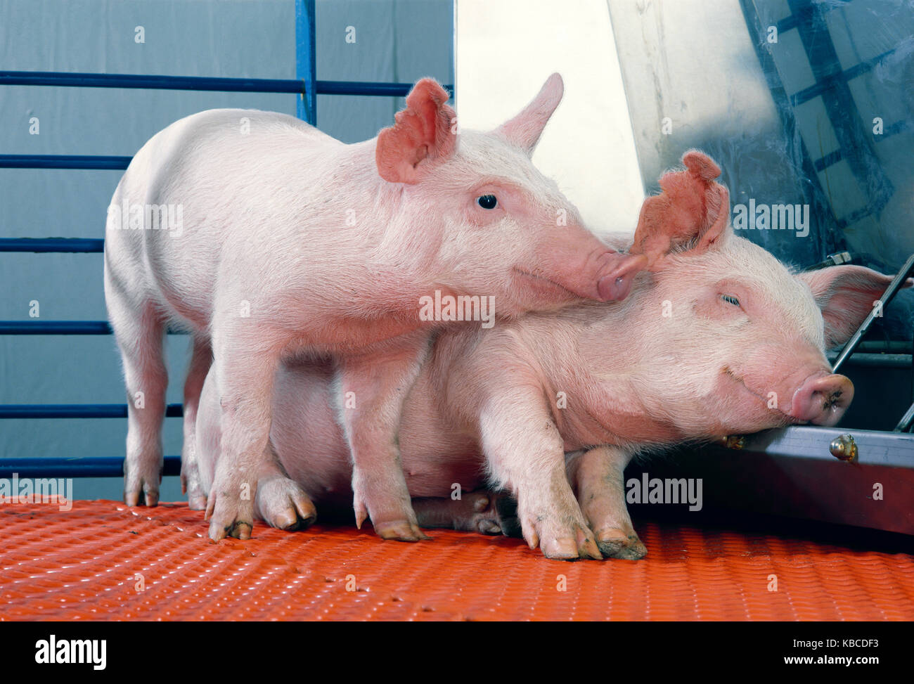 25 LB. CROSSBRED PIGS Stock Photo