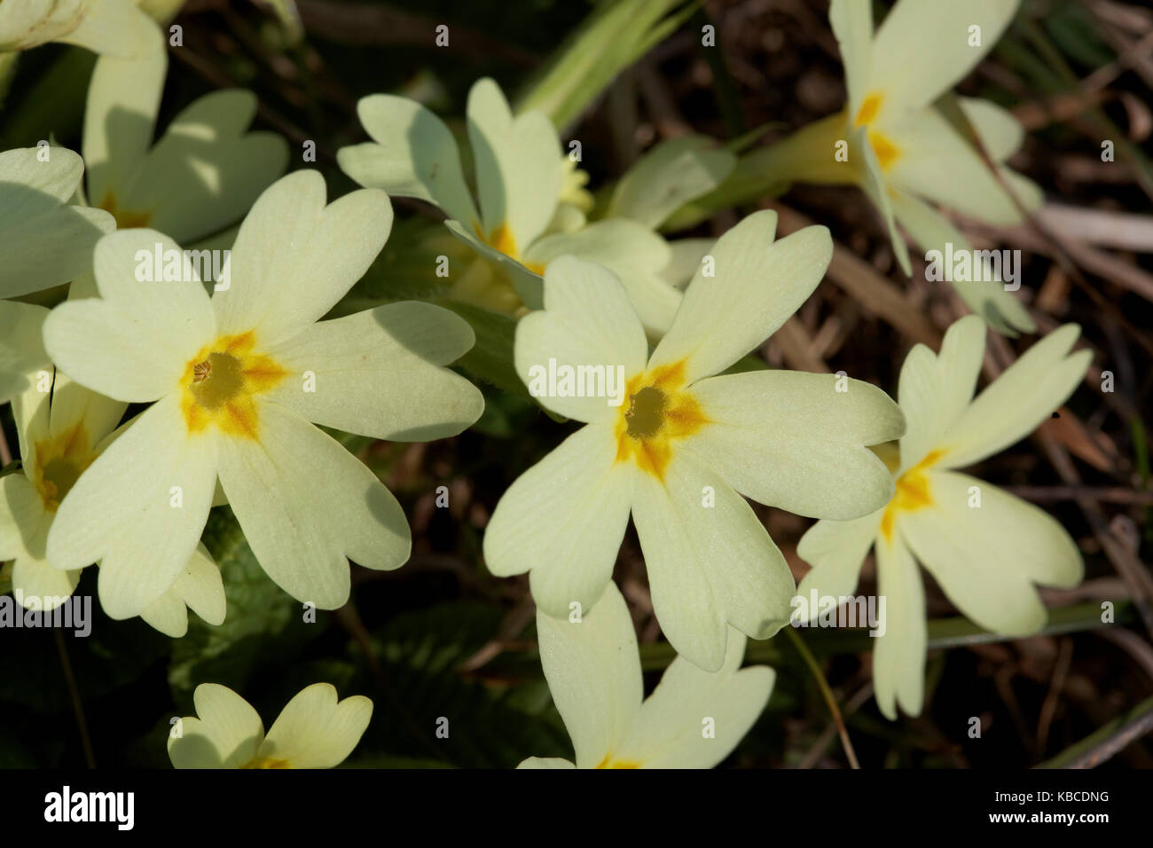 Close-up of the primrose from Samoborsko gorje, Croatia Stock Photo