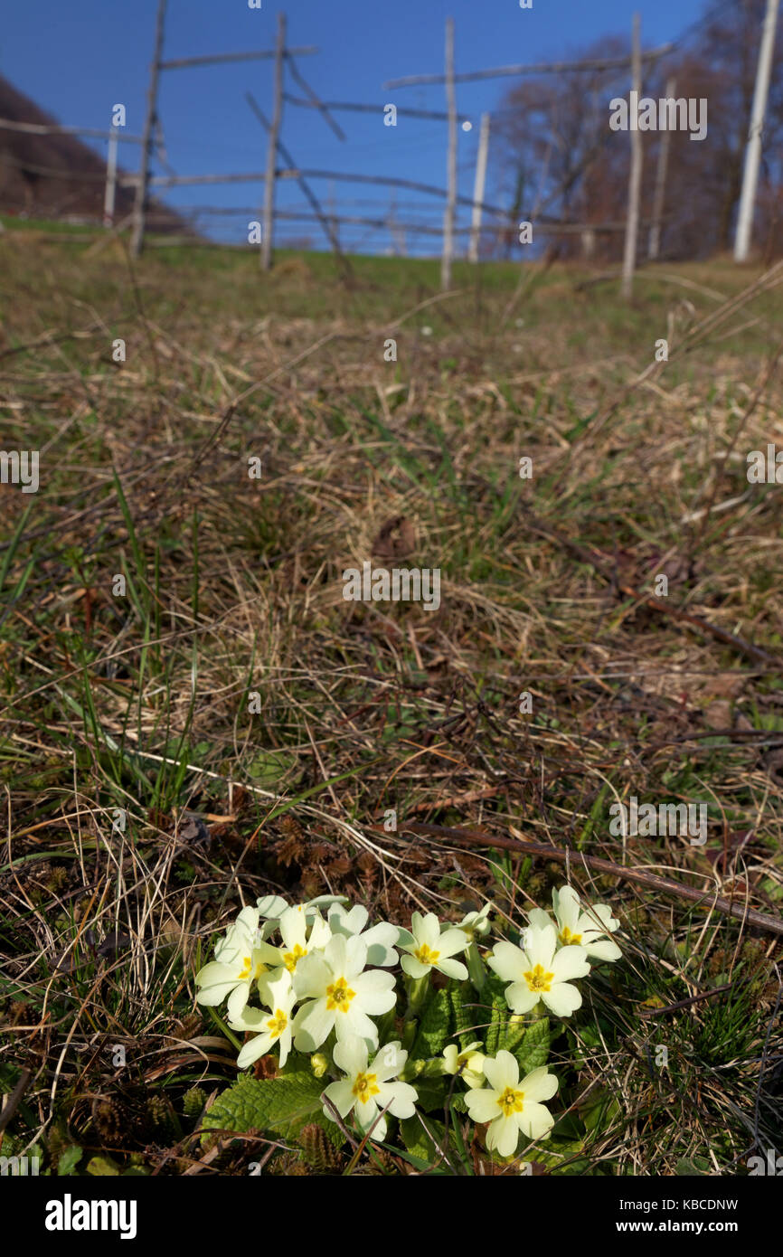 primrose on the meadow in early spring, Samoborsko gorje, Croatia Stock Photo