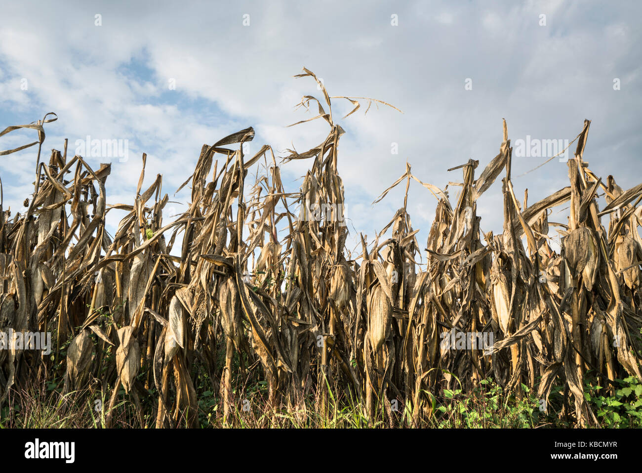 field cultivated with mature corn in autumn Stock Photo