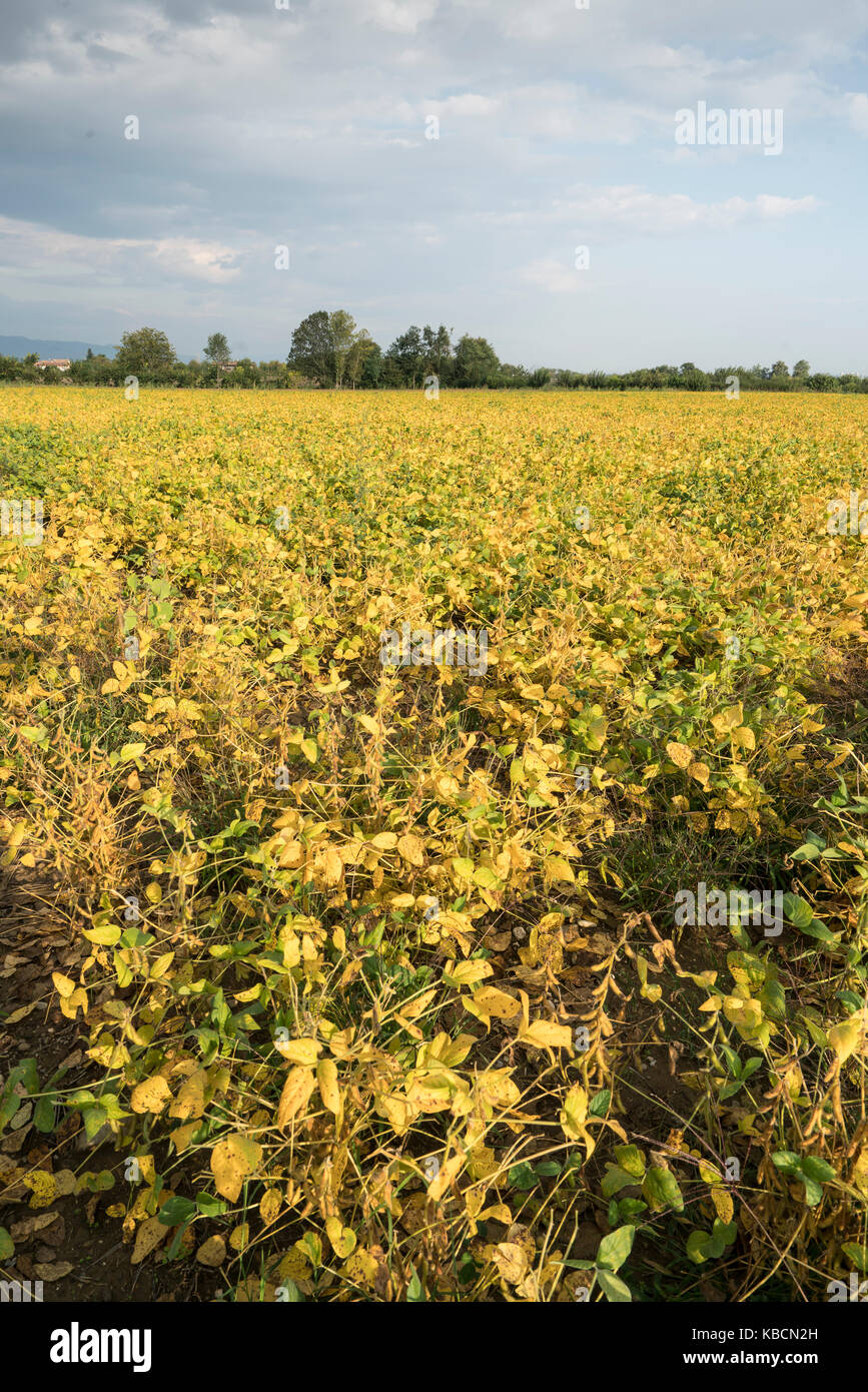 field cultivated with mature soybeans in autumn Stock Photo