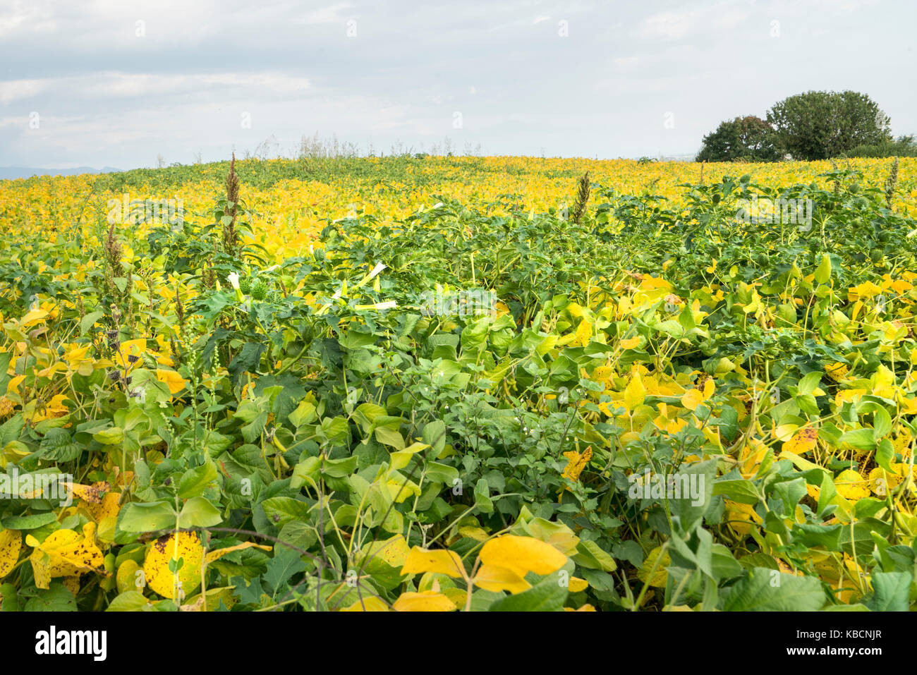 field cultivated with mature soybeans in autumn Stock Photo