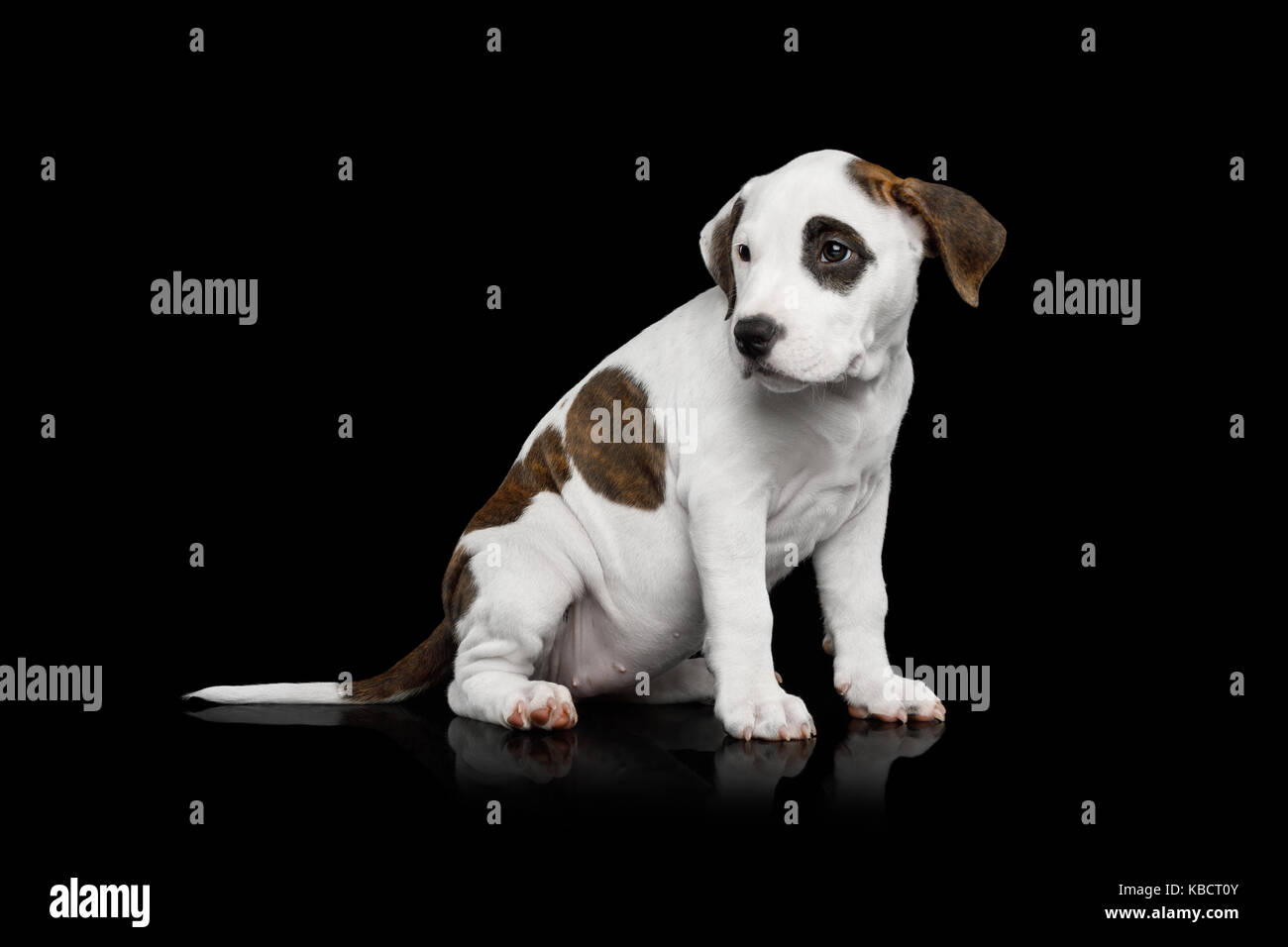 American Staffordshire Terrier puppy Stock Photo