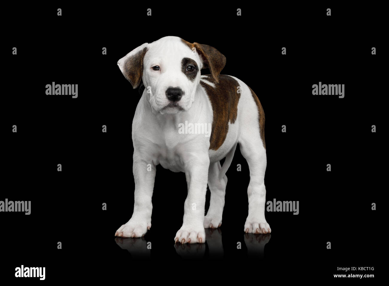 American Staffordshire Terrier puppy Stock Photo
