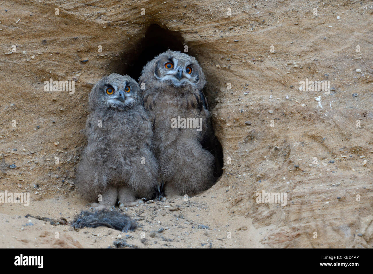 Eurasian Eagle Owls / Europaeische Uhus ( Bubo bubo ), grown up chicks, standing close together at the entrance of their nest burrow, funny, wildlife. Stock Photo
