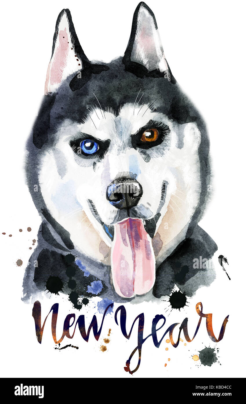 Odd Eyed Husky Hi Res Stock Photography And Images Alamy