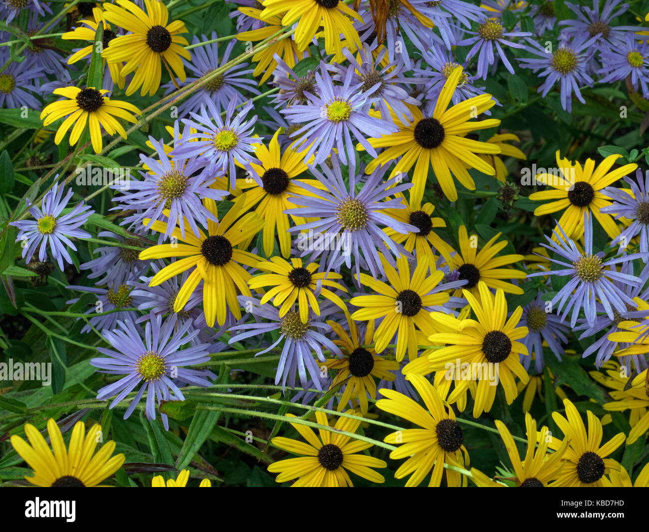 Rudbeckia fulgida var. sullivantii 'Goldsturm' with michaelmas daisies Aster amellus Stock Photo