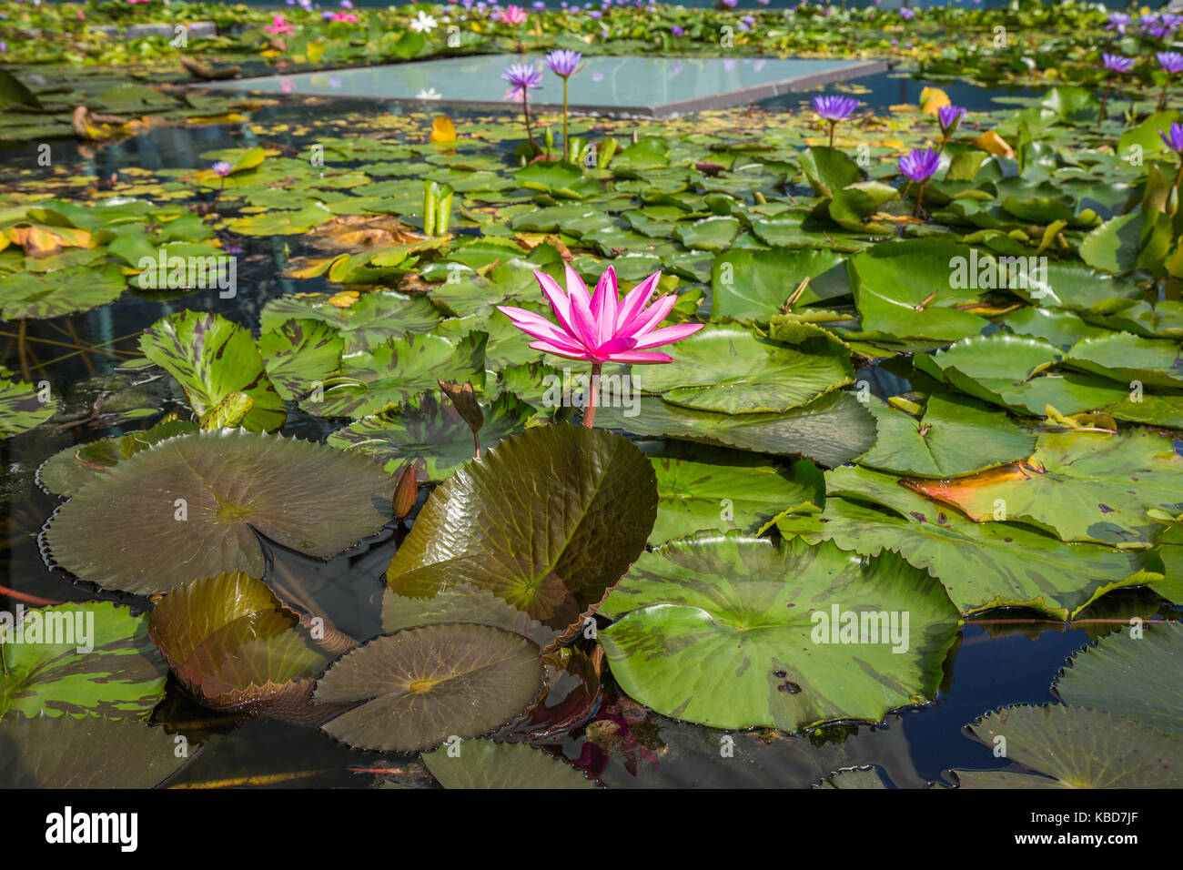 beautiful lotus flower in pond at marina bay front, Singapore Stock ...