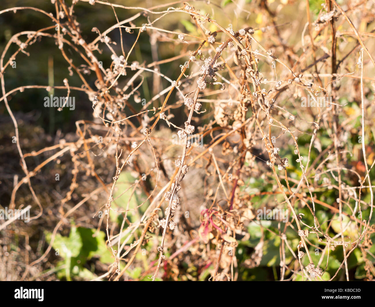 Dying Shrub High Resolution Stock Photography and Images Alamy