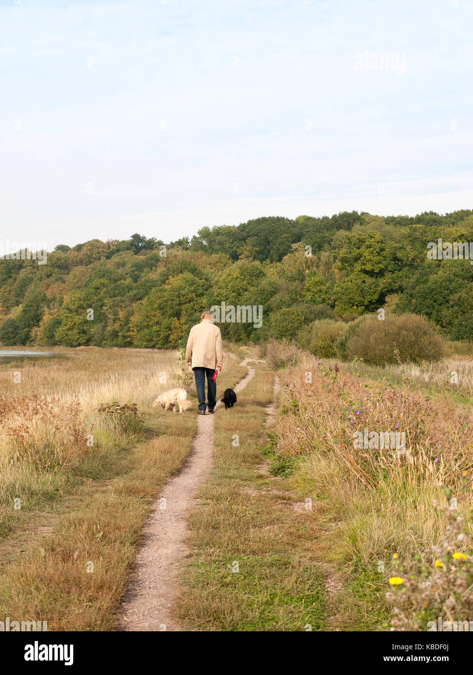 man walking two dogs in country walk path from behind; Essex; England