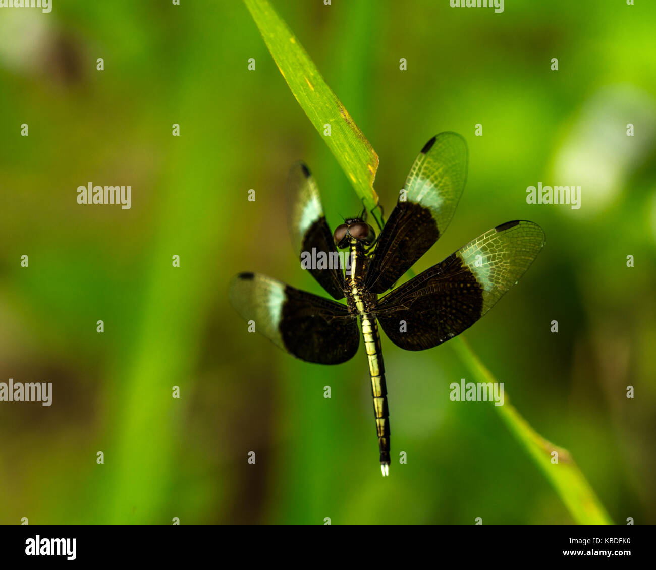Black and white dragonfly show wings, body and eye detail on a green ...